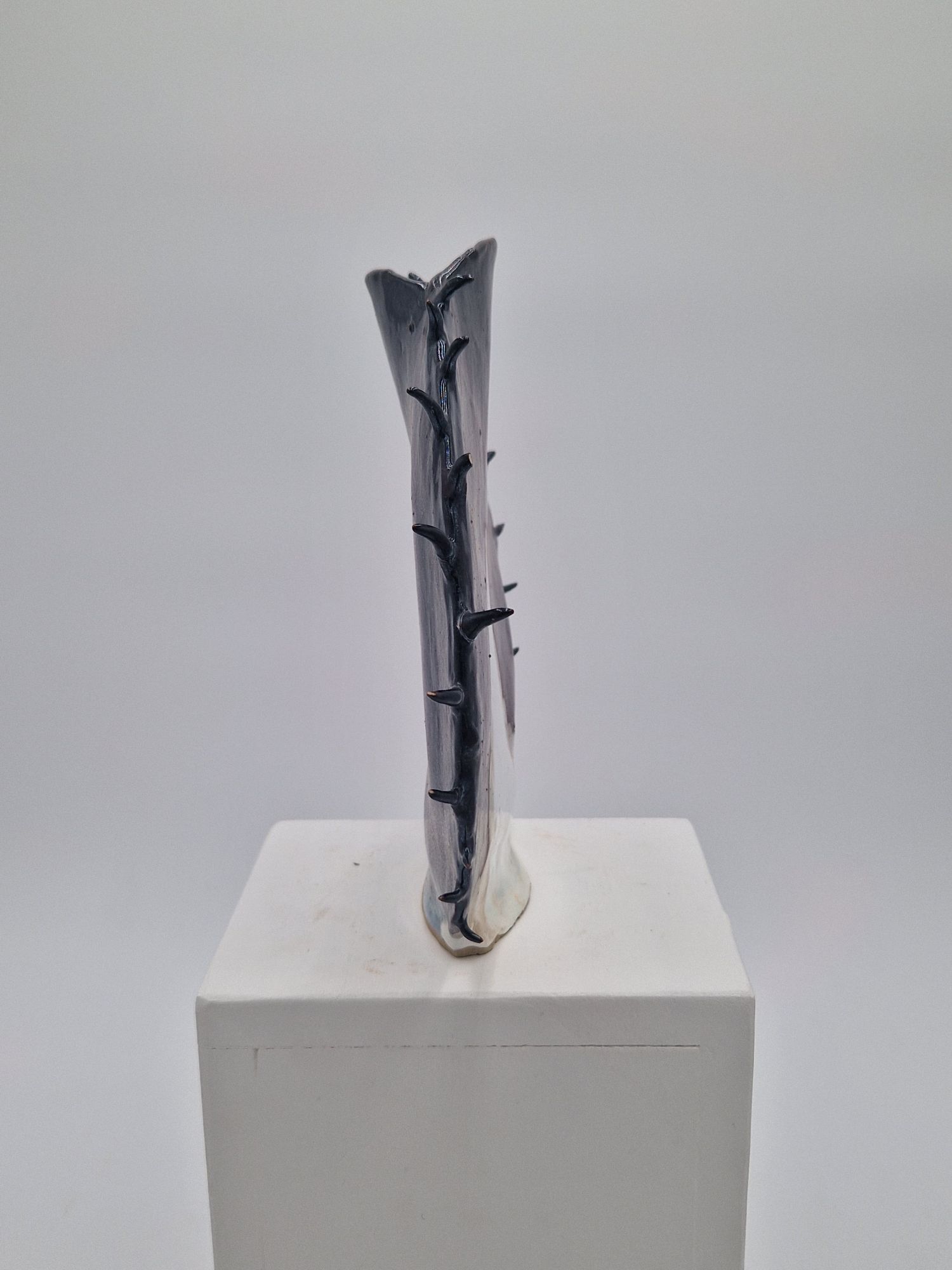 Profil Asterina. Profil Asterina.